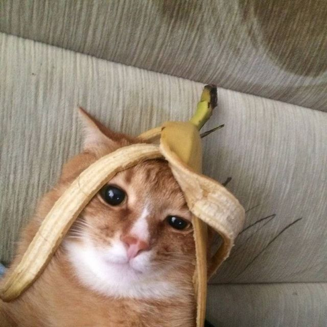 Banana Cat